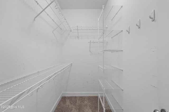 spacious closet featuring carpet