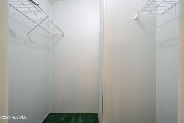 walk in closet with carpet flooring