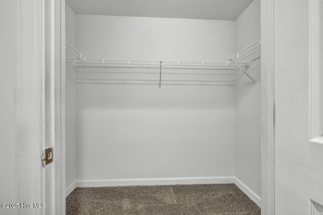 spacious closet featuring carpet floors