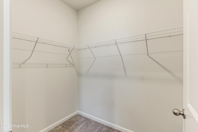 walk in closet featuring carpet flooring