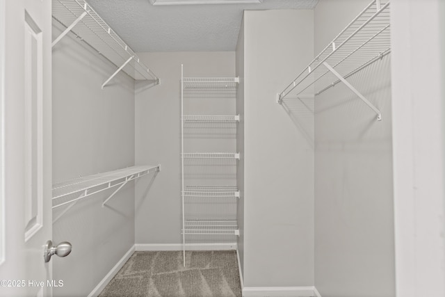 spacious closet featuring carpet floors