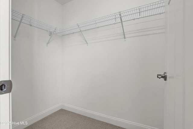 walk in closet with carpet floors