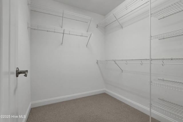 spacious closet featuring carpet flooring