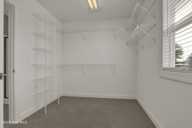 spacious closet featuring carpet floors