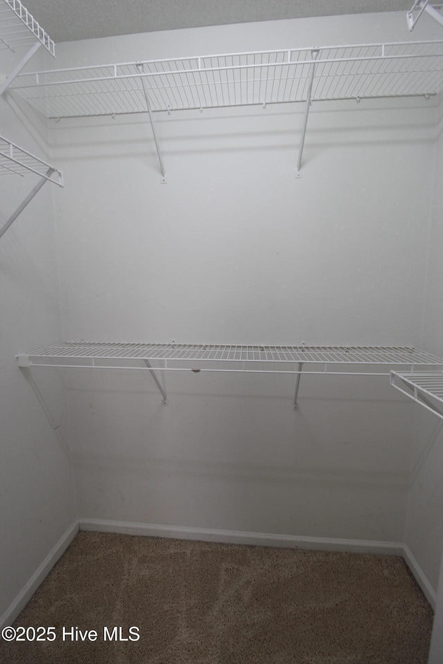 205 S Creek Dr, Jacksonville, NC 28540 - walk in closet with carpet