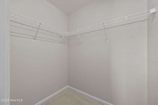 walk in closet with carpet flooring