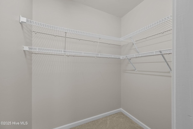 spacious closet featuring carpet flooring