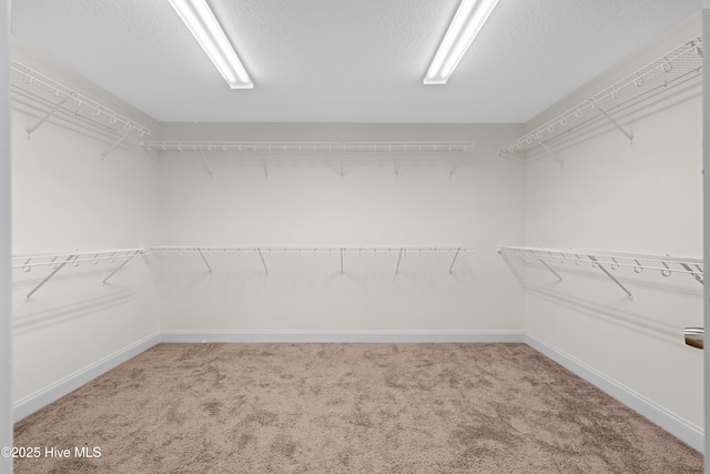 walk in closet featuring carpet