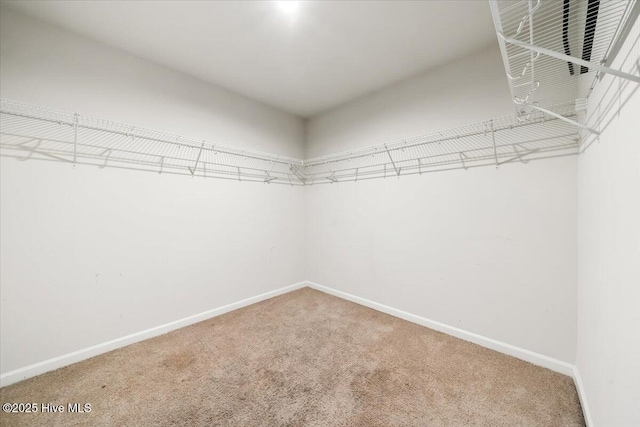 spacious closet featuring carpet
