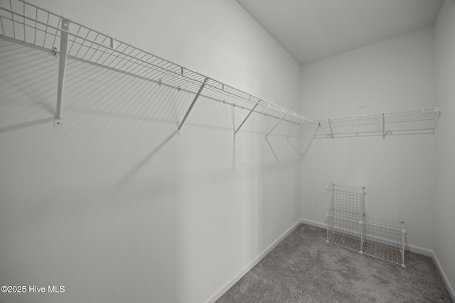 spacious closet featuring carpet floors