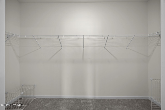 spacious closet featuring carpet