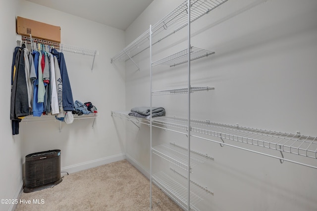 519 W Craftsman Way, Hampstead, NC 28443 - walk in closet with carpet flooring