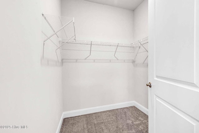 walk in closet featuring carpet flooring