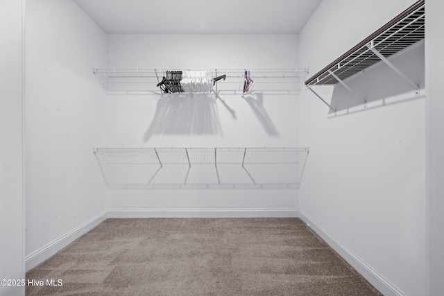 walk in closet with carpet floors