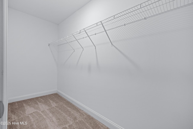 spacious closet featuring carpet