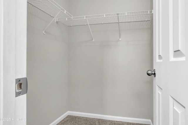 117 Clint Mills Rd, Maysville, NC 28555 - walk in closet featuring carpet flooring