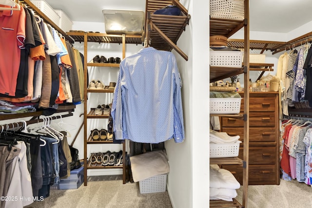 walk in closet with carpet floors