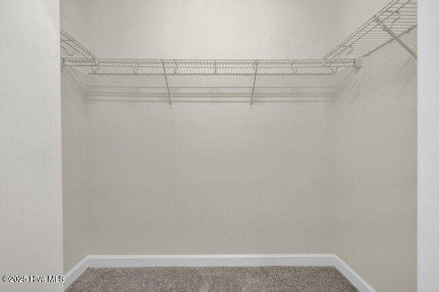 spacious closet featuring carpet