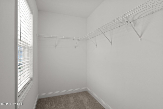 walk in closet with carpet