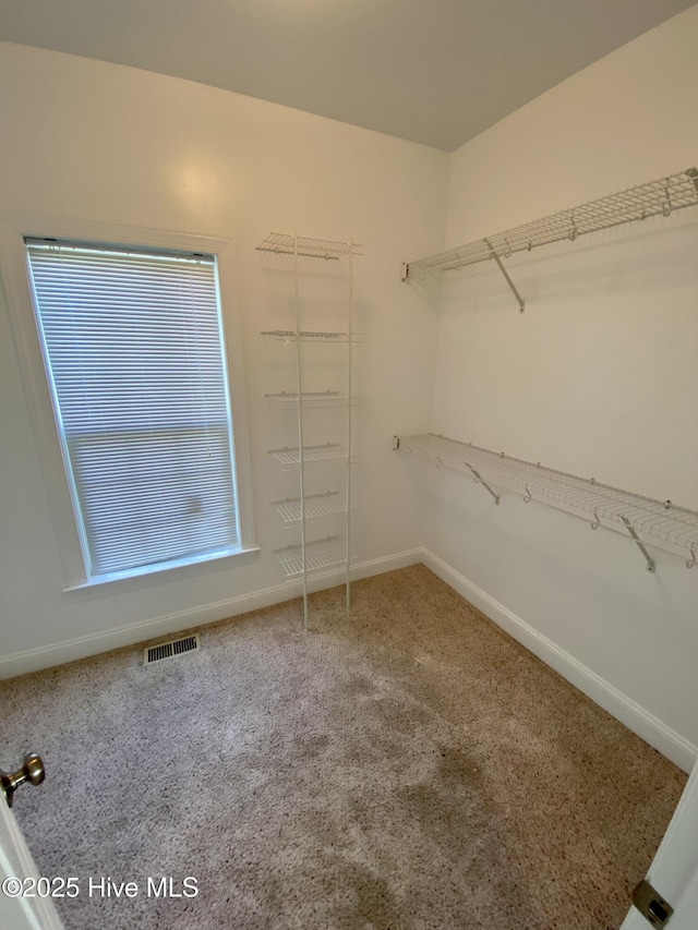 spacious closet featuring carpet flooring