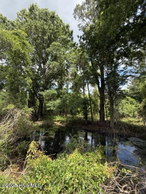 view of local wilderness
