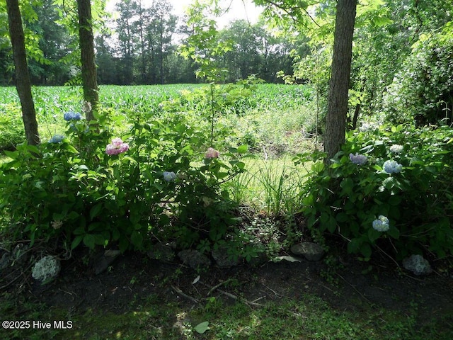 108 Swan Point Rd, Bayboro, NC 28515 - view of local wilderness