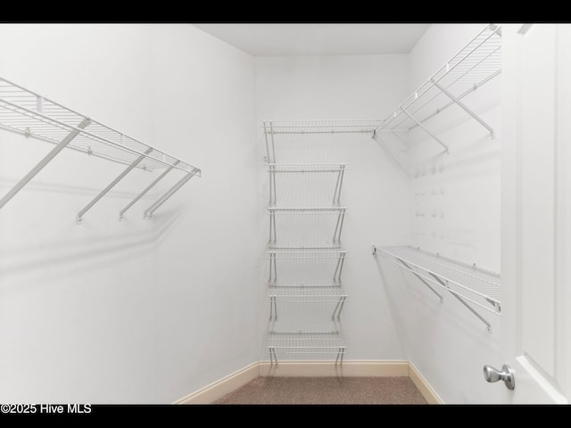 822 Lambrook Dr, Wilmington, NC 28411 - walk in closet with carpet flooring