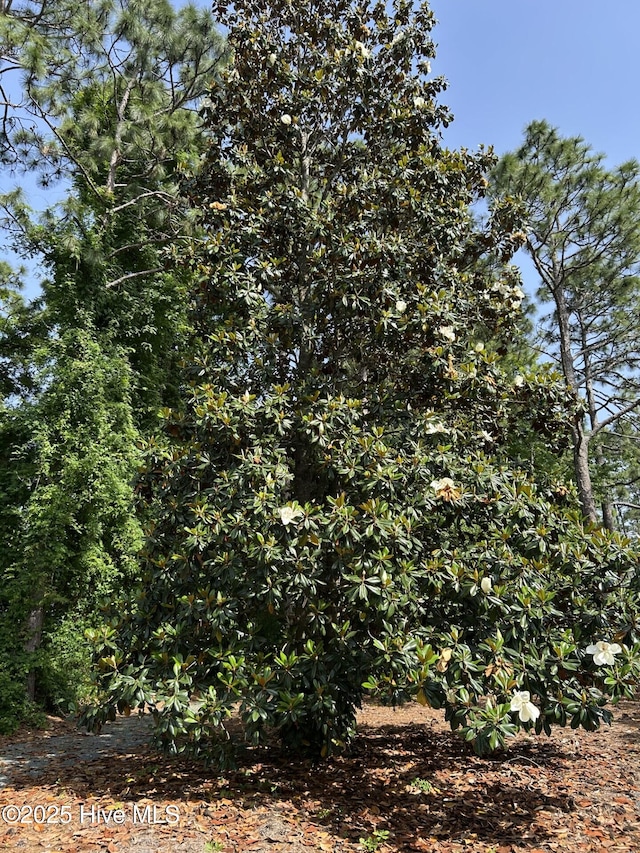 106 Eagle Ln, Hampstead, NC 28443 - view of undeveloped land