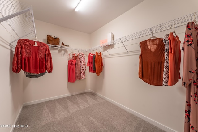 1016 Fawn Valley Way, Wilmington, NC 28409 - walk in closet featuring carpet