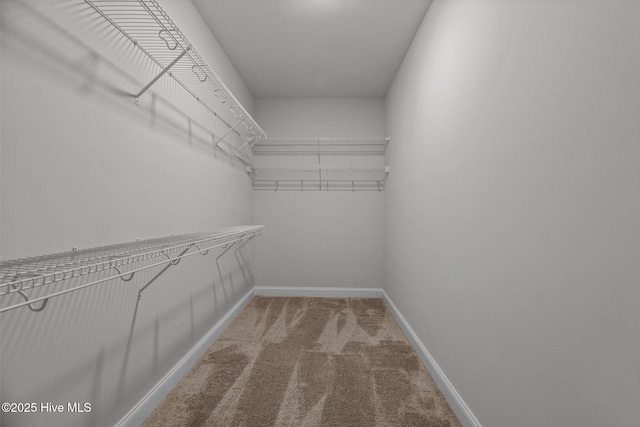 1006 Kingfish Way, New Bern, NC 28562 - walk in closet with carpet floors