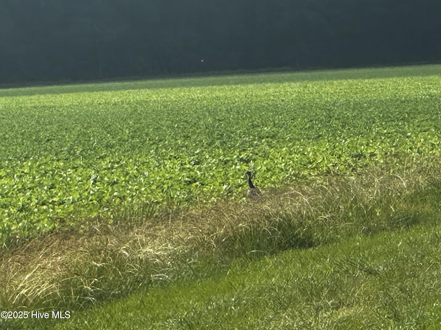 Off Sr 1337, Washington, NC 27889