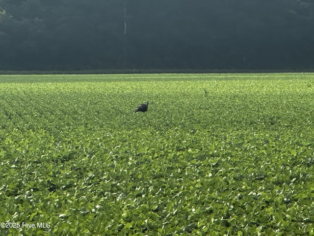Off Sr 1337, Washington, NC 27889