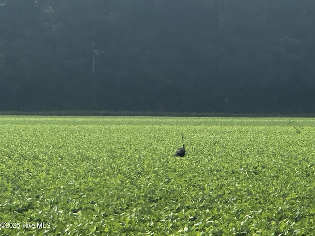 Off Sr 1337, Washington, NC 27889