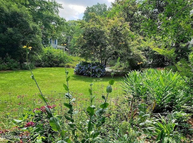 900 Nash St N, Wilson, NC 27893 - view of green lawn