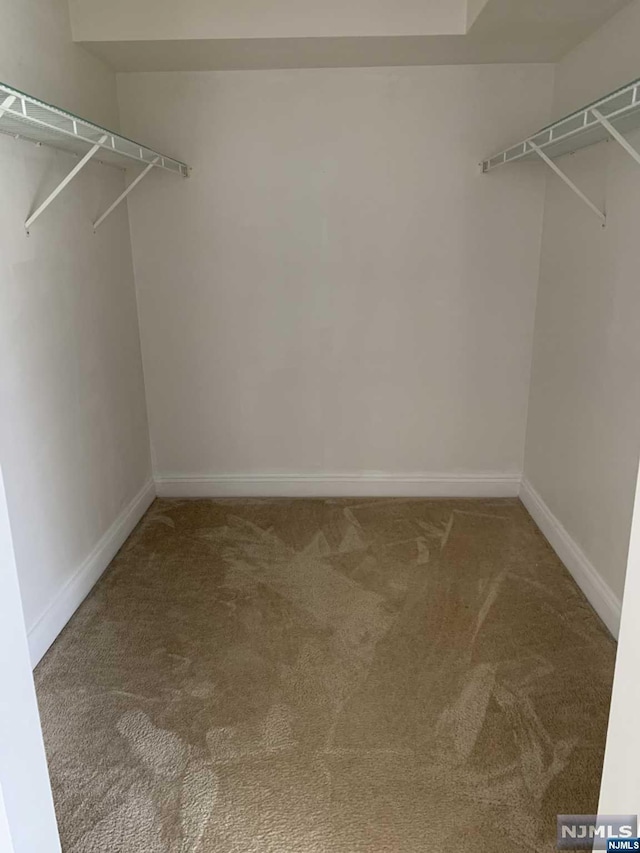 walk in closet with carpet flooring