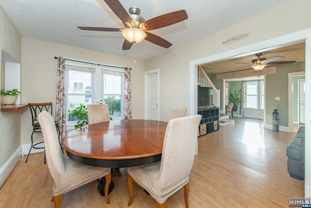 dining room featuring ceiling fan, radiator heating unit, a healthy amount of sunlight, and light hardwood / wood-style floors