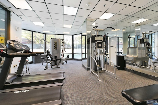 gym featuring a drop ceiling, floor to ceiling windows, carpet floors, and a wealth of natural light