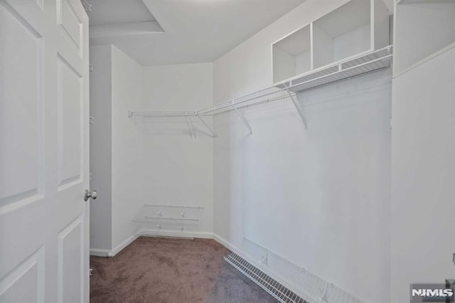 spacious closet featuring carpet