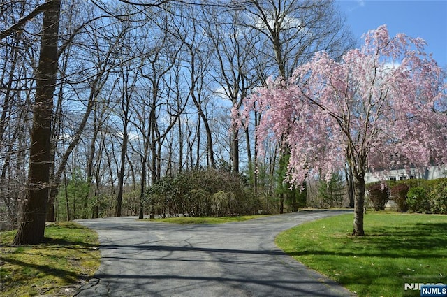 view of street with a forest view