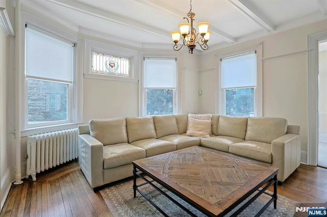 living room with radiator, a healthy amount of sunlight, beam ceiling, and hardwood / wood-style floors