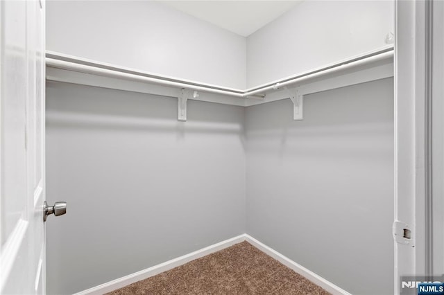 walk in closet with carpet floors