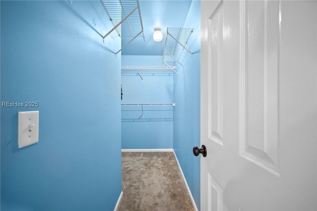 spacious closet featuring carpet flooring