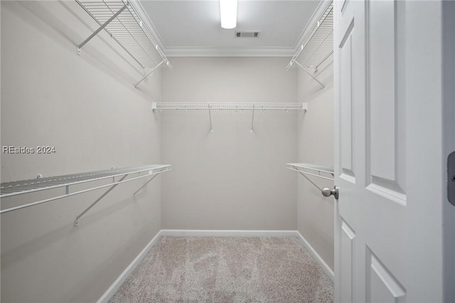 walk in closet with carpet flooring