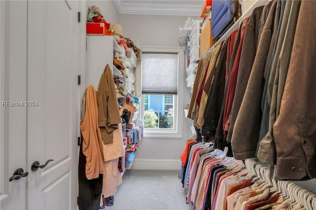 spacious closet featuring carpet