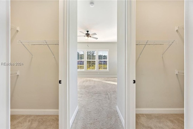 walk in closet featuring ceiling fan and light carpet