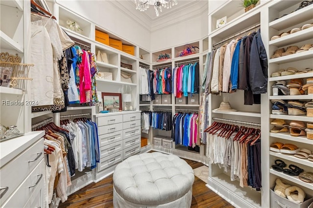 walk in closet with dark hardwood / wood-style floors and a notable chandelier