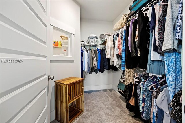 walk in closet with carpet flooring