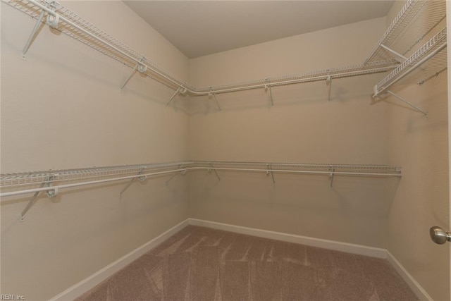 spacious closet featuring carpet