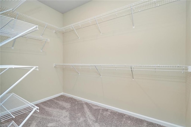 spacious closet featuring carpet flooring