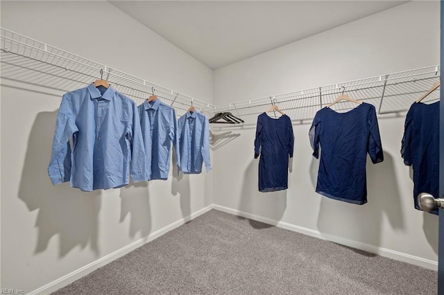 walk in closet featuring carpet floors